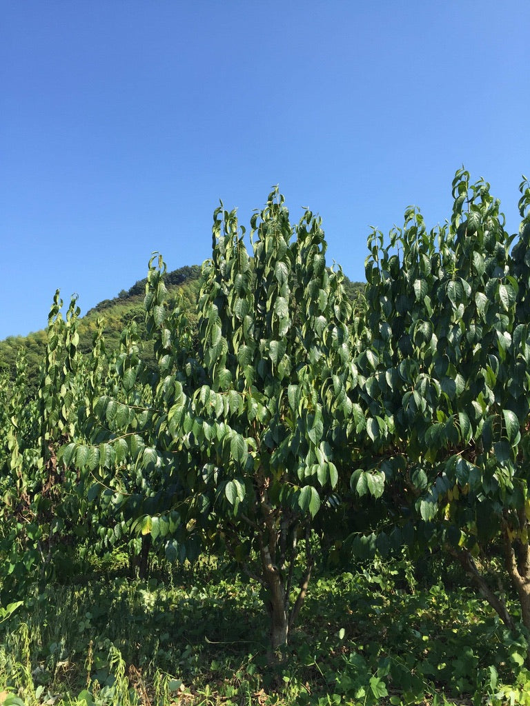 Tochucha with Ginger 杜仲茶 生姜入