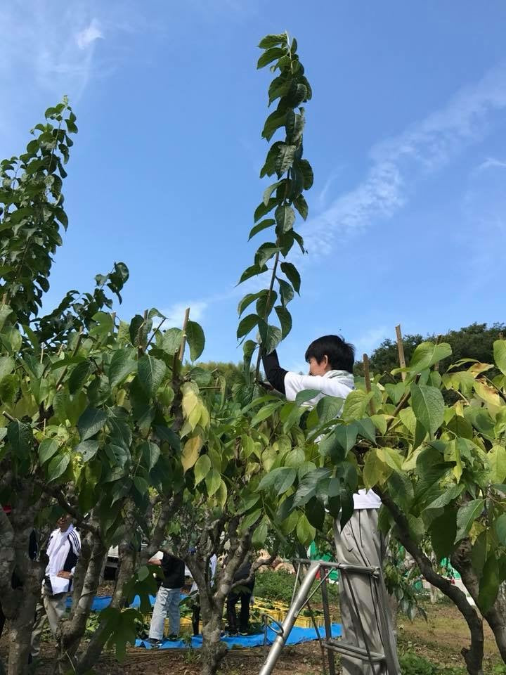 Setouchi Tochucha 瀬戸内 杜仲茶