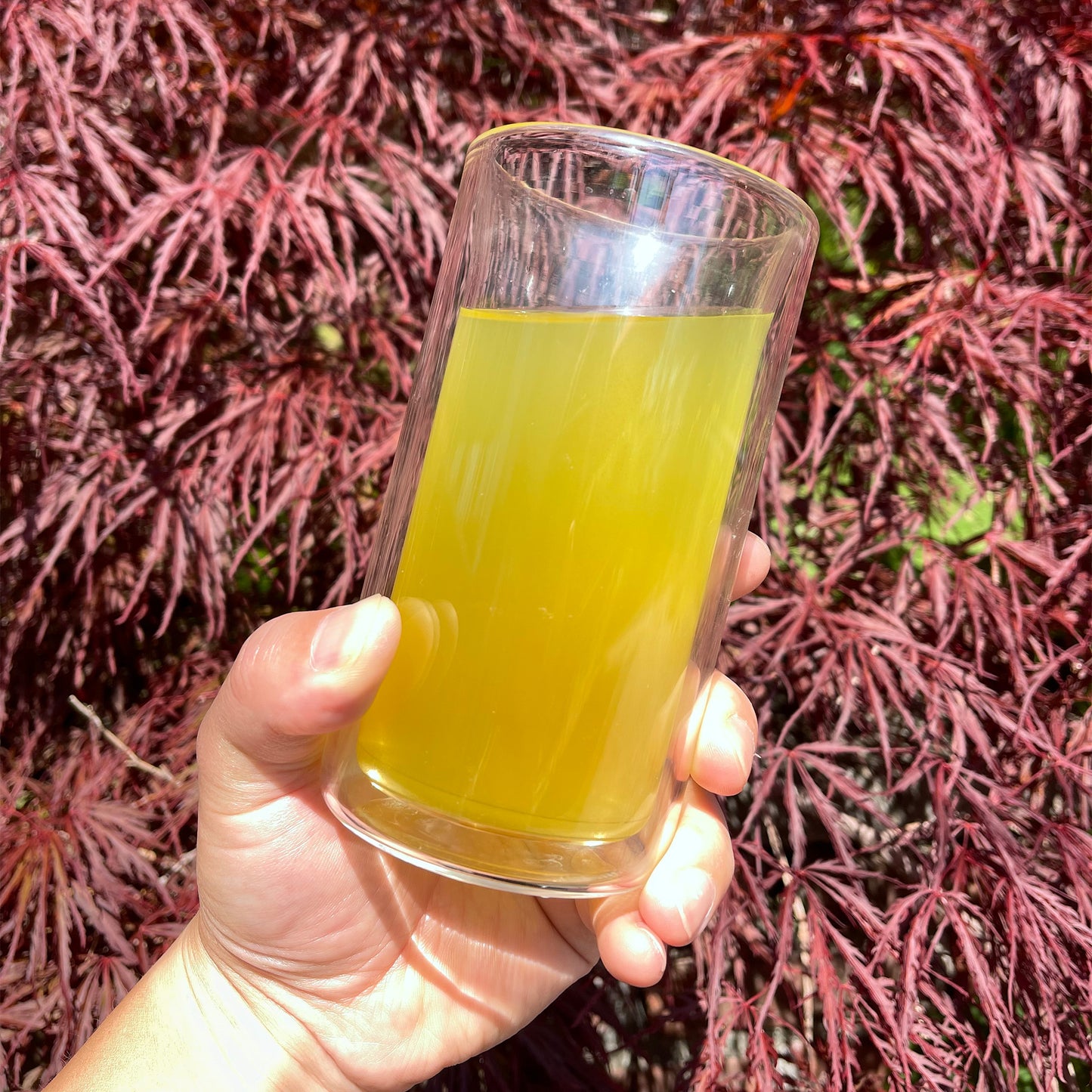 Hinode (Organic Green Tea with Matcha)