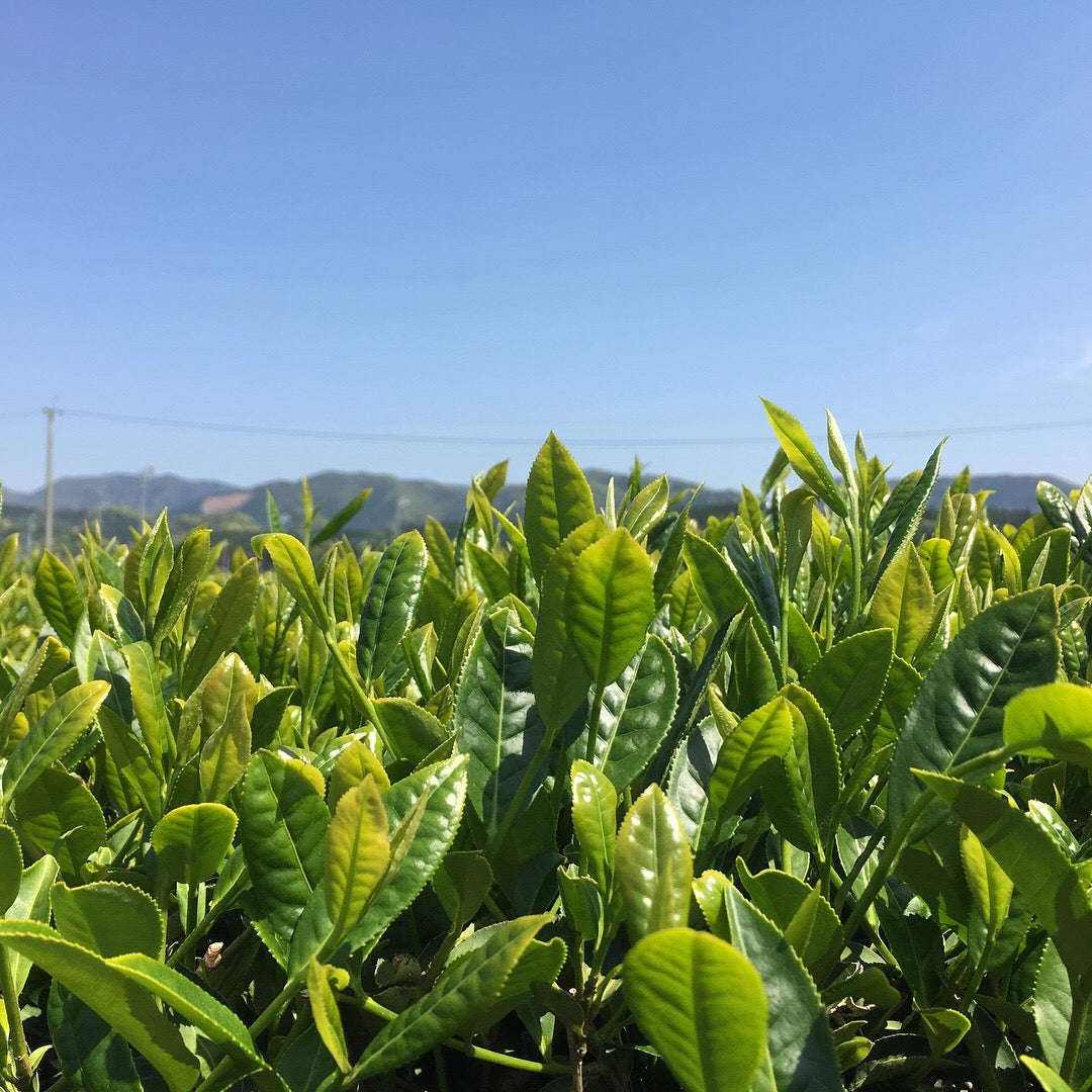 Satsuma Koucha 薩摩 紅茶