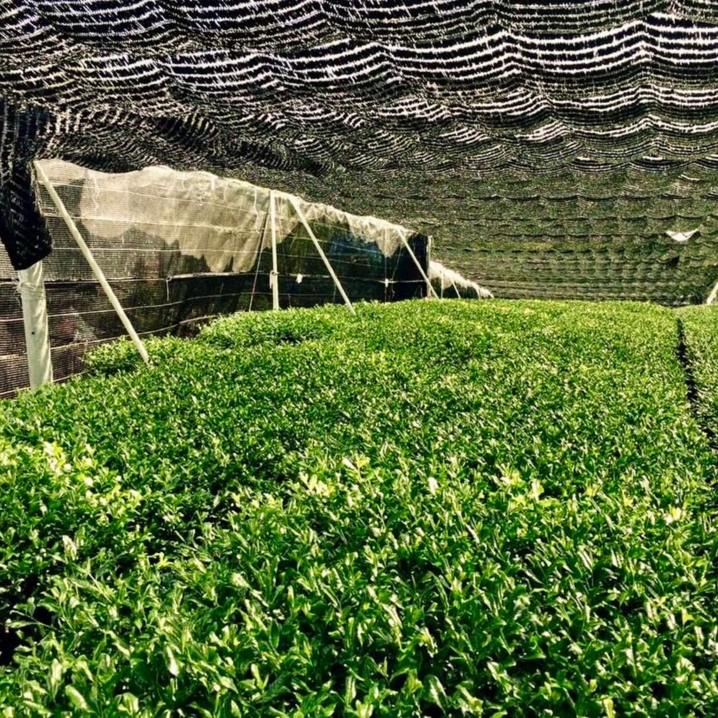 Kagoshima Premium 鹿児島抹茶プレミアム | 500g