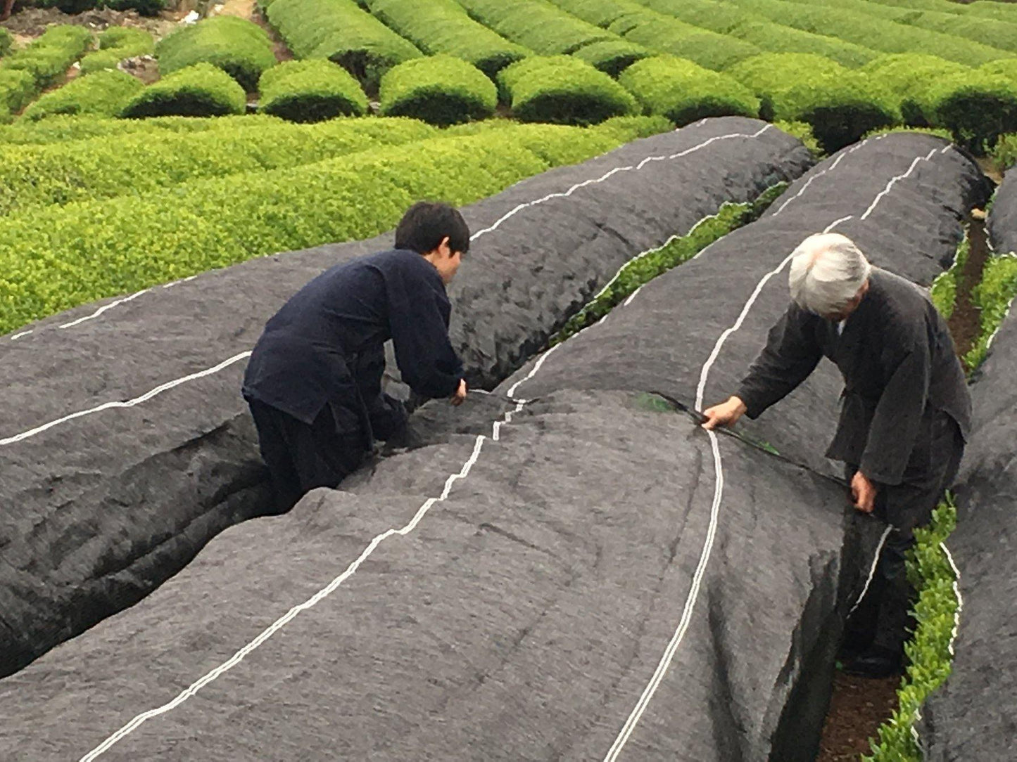 *New* Organic Shin Cha-Yume Kaori 2020 (First Picked Green Tea) - NIPPON CHA