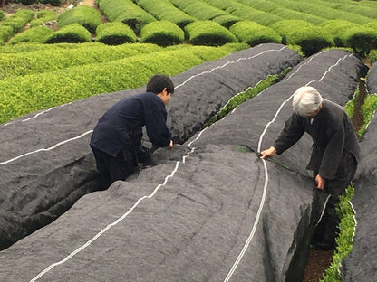*New* Organic Shin Cha-Yume Kaori 2020 (First Picked Green Tea) - NIPPON CHA